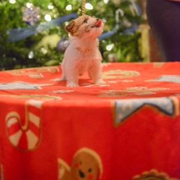 Russell Terrier Puppies from Oak Creek Jacks