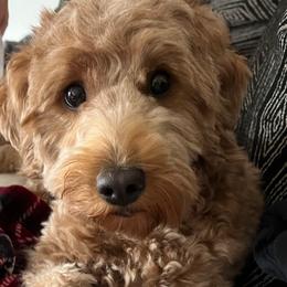 Sweetie - Labradoodle