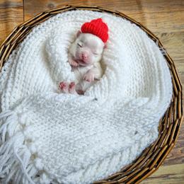 Shiver - White male Maltese puppy in Barren Springs, Virginia from Seeking Shalom Acres Maltese, Maltipoos & Havamalts