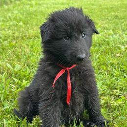 Reef (Red) - Black male Belgian Sheepdog puppy in Franklin, West Virginia from Wildmour K9