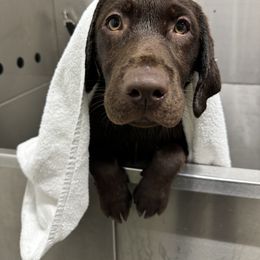 Labrador Retriever Puppies from Rose Gold Retrievers