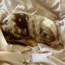 Blaze - Red merle male Australian Shepherd puppy in Arizona from BRR Aussies