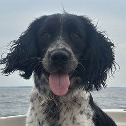 English Springer Spaniels from Saratoga Springers NY