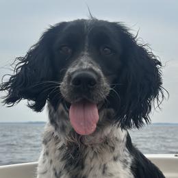 English Springer Spaniels from Saratoga Springers NY