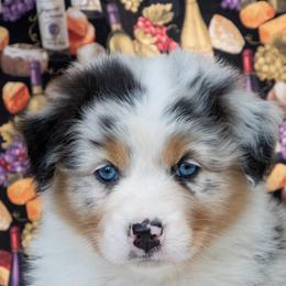 Australian Shepherd puppies from Golden Gait Australian Shepherds