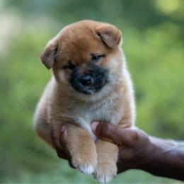Red male 2 - Red male Shiba Inu puppy in Hephzibah, Georgia from Evenfalls Shiba Inu