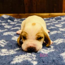 BG1 - Red and white female Basset Hound puppy in Britton, South Dakota from K&S Canines