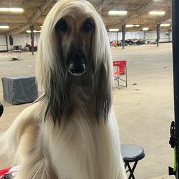Farrah - Afghan Hound