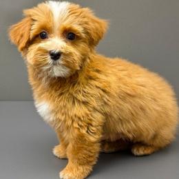 Emerson - Red male Yorkipoo puppy in Lebanon, Kentucky from Mosaic Merle Doodles