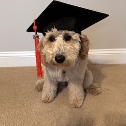 Goldendoodle Puppies from Lykeable Farms