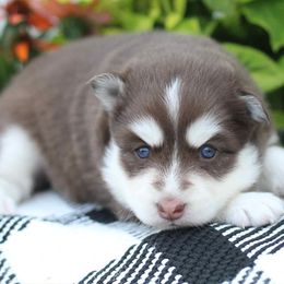 Scarlet - Red and white female Pomsky puppy in Bremen, Indiana from AMS Pomeranians and Pomskies in Indiana