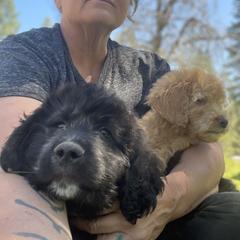 Aussiedoodle, Poodle, and Saint Berdoodle Puppies from Remington Kennels, LLC