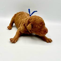 Mojito - Apricot male Goldendoodle puppy in Mount Pleasant, Tennessee from Doodle My Heart
