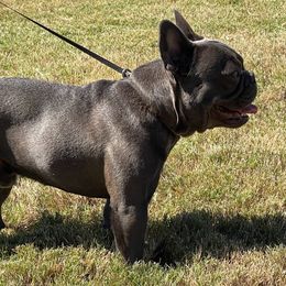 GiGi - French Bulldog