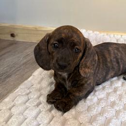 Red brindle - Brindle female Dachshund puppy in Defuniak Springs, Florida from Anastasia Knight's Cocker Spaniels