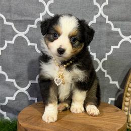 Pearl - Black tri female Miniature American Shepherd puppy in Clinton, Missouri from Mockingbirds American Minis
