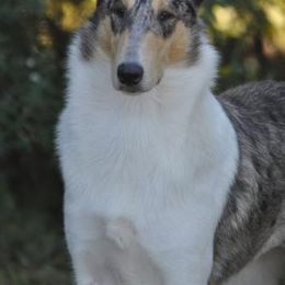 Collies from Tir Na N’ Og Collies