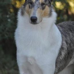 Collies from Tir Na N’ Og Collies