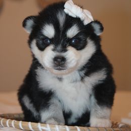 Tyson - Gray and white male Pomsky puppy in Apple Creek, Ohio from Kathryn Troyer