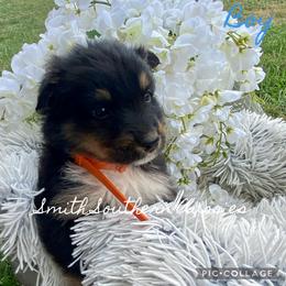 Australian Shepherd Puppies from Smith Southern Aussies