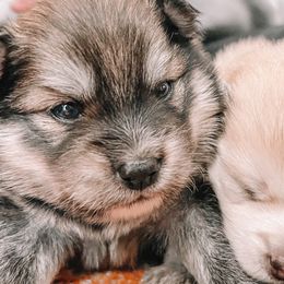 Pomskies from Paws Of Pomskys
