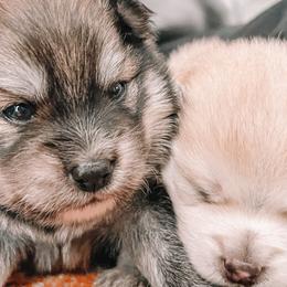 Pomskies from Paws Of Pomskys