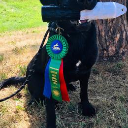 Labrador Retrievers from Northernwoods Kennel