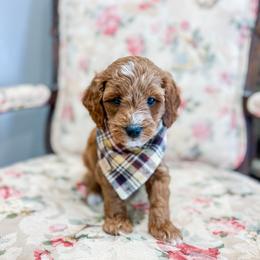 Simba - Red  male Goldendoodle puppy in Sulphur, Louisiana from Curly Q’s Of Carlyss