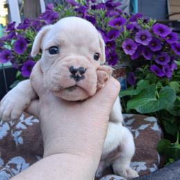 Girl 1 - White female Boxer puppy in Pikeville, Kentucky from Boxers of Whispered Wishes