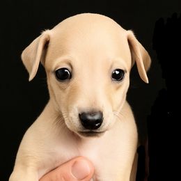Ahsoka - Fawn female Italian Greyhound puppy in Jacksonville, Alabama from Adornare Kennels