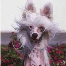 Chinese Cresteds from Sandra Francis' Chinese Crested