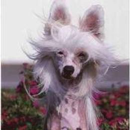 Chinese Cresteds from Sandra Francis' Chinese Crested