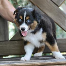 JET - male Toy Australian Shepherd puppy in Bixby, Oklahoma from Roeboat Aussies