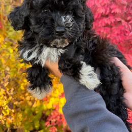 Oreo - Black male Havapoo puppy in Pleasant Grove, Utah from Snuggle Buddies