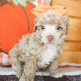 Demi - Apricot female Poodle puppy in Hugo, Oklahoma from Ann R.
