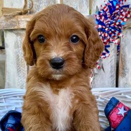 Cavapoo, Poodle, and Whoodle Puppies from Perfect Pawzabilities