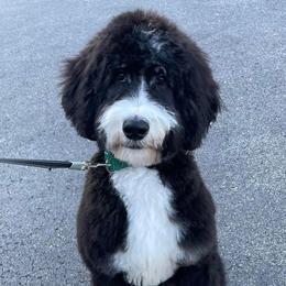Mocha - Bernedoodle