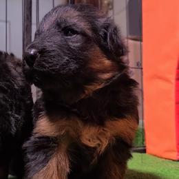 Walker - Tan Collar - Black and red male German Shepherd puppy in Charlotte, North Carolina from Zuflucht K9s