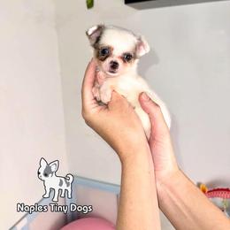 Gargamel - Merle male Chihuahua puppy in Naples, Florida from Naples Tiny Dogs