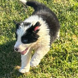 617 - Black and white female Border Collie puppy in Temecula, California from West Coast Border Collies