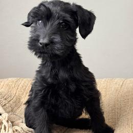 Girl 6 - Lavender Collar - Black female Giant Schnauzer puppy in St George, Utah from Schnauzer Ranch
