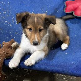 Green - White and sable male Shetland Sheepdog puppy in Fontanelle, Iowa from Jensen Farms Shelties