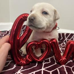Red collar - Red male Cane Corso puppy in Snellville, Georgia from A Really Good Kennel