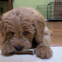Goldendoodle Puppies from Golden Rule Doodles