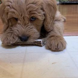 Goldendoodle Puppies from Golden Rule Doodles
