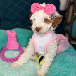 Marilyn - Parti female Goldendoodle puppy in Miami, Florida from Magdoodles