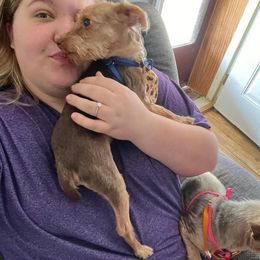 Jax - Yorkshire Terrier