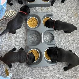 Chesapeake Bay Retrievers and Labrador Retrievers from Skookum Creek Retrievers