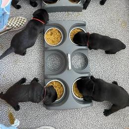 Chesapeake Bay Retrievers and Labrador Retrievers from Skookum Creek Retrievers