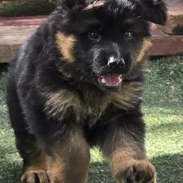 German Shepherd Puppies from Chestuee German Shepherd